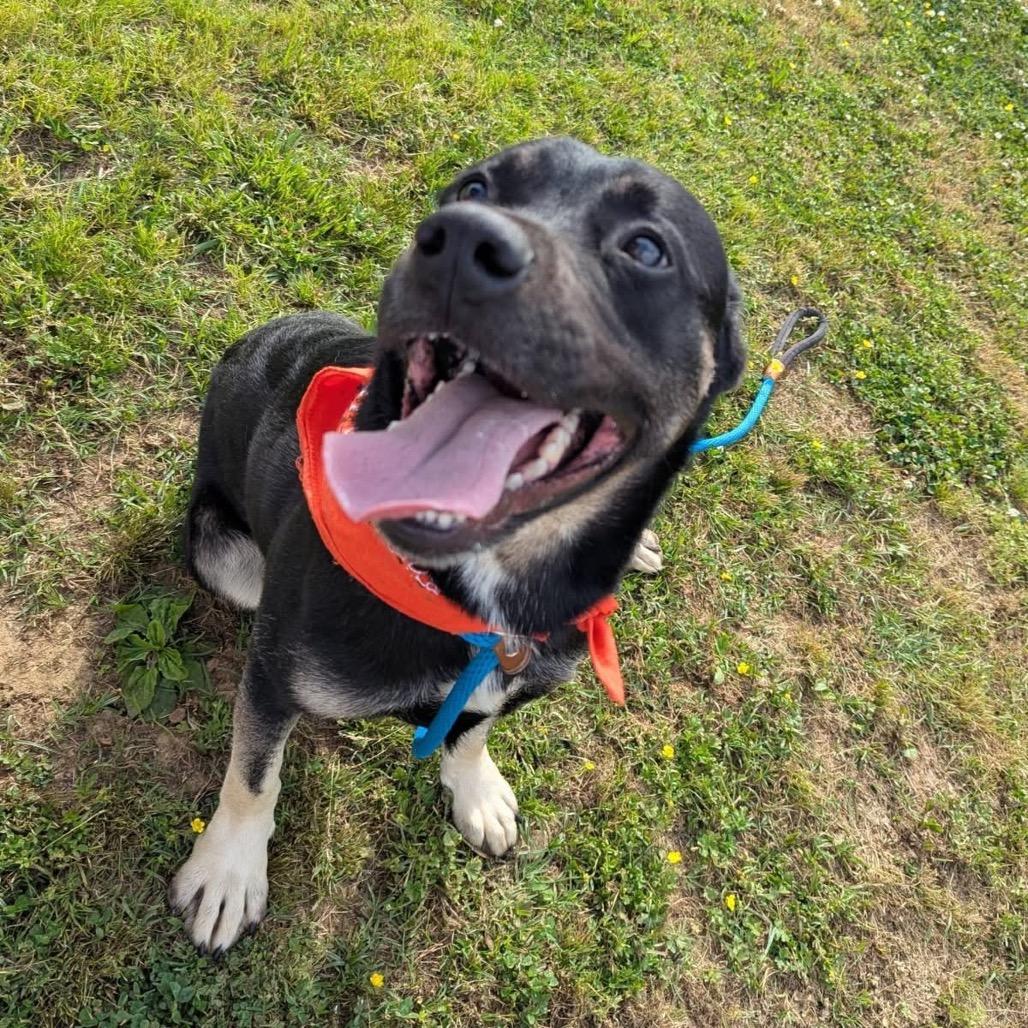 Aladdin, a Adoptable Mixed Breed in Columbiana, AL image 2/4