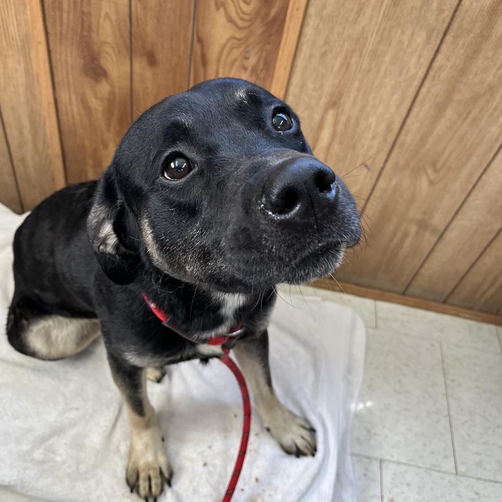 Aladdin, a Adoptable Mixed Breed in Columbiana, AL image 3/4