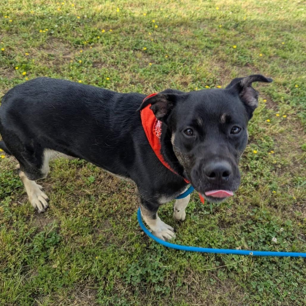 Aladdin, a Adoptable Mixed Breed in Columbiana, AL image 4/4