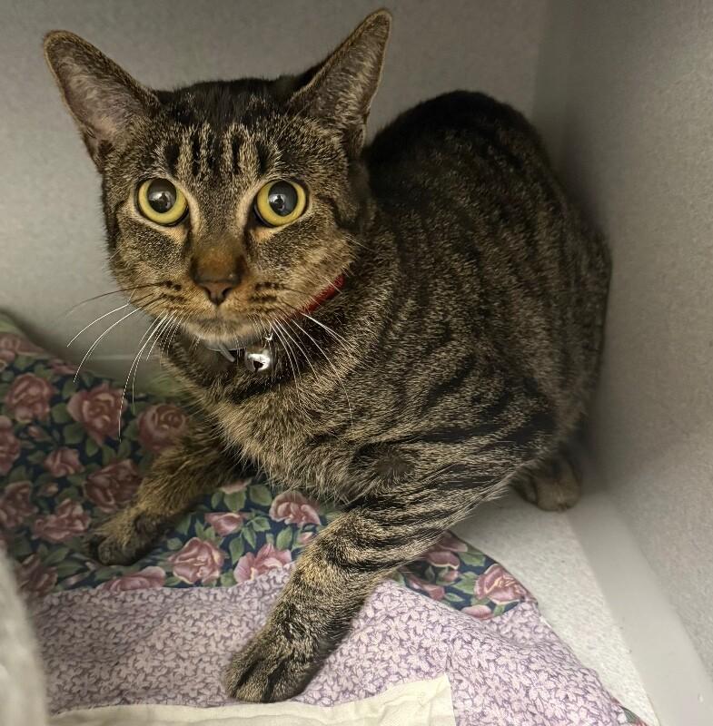 Nessie, Adoptable, Adult Female Domestic Short Hair.