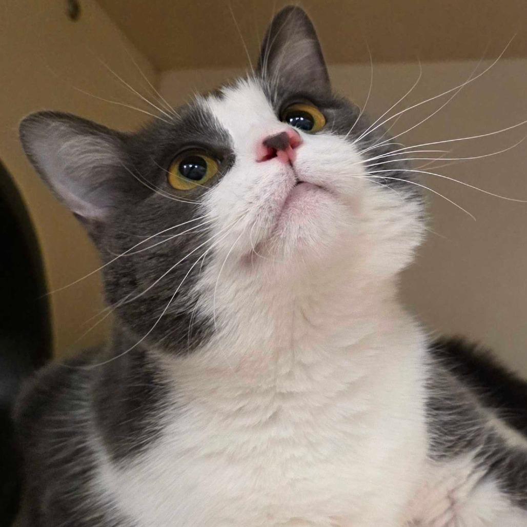 Topaz, Adoptable, Young Female Domestic Short Hair.