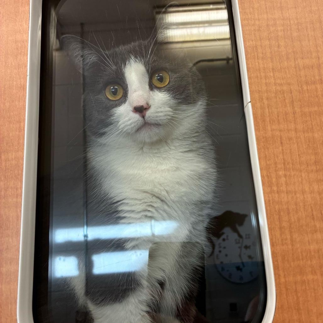 Topaz, a Adoptable Domestic Short Hair in Dayton, OH image 2/5