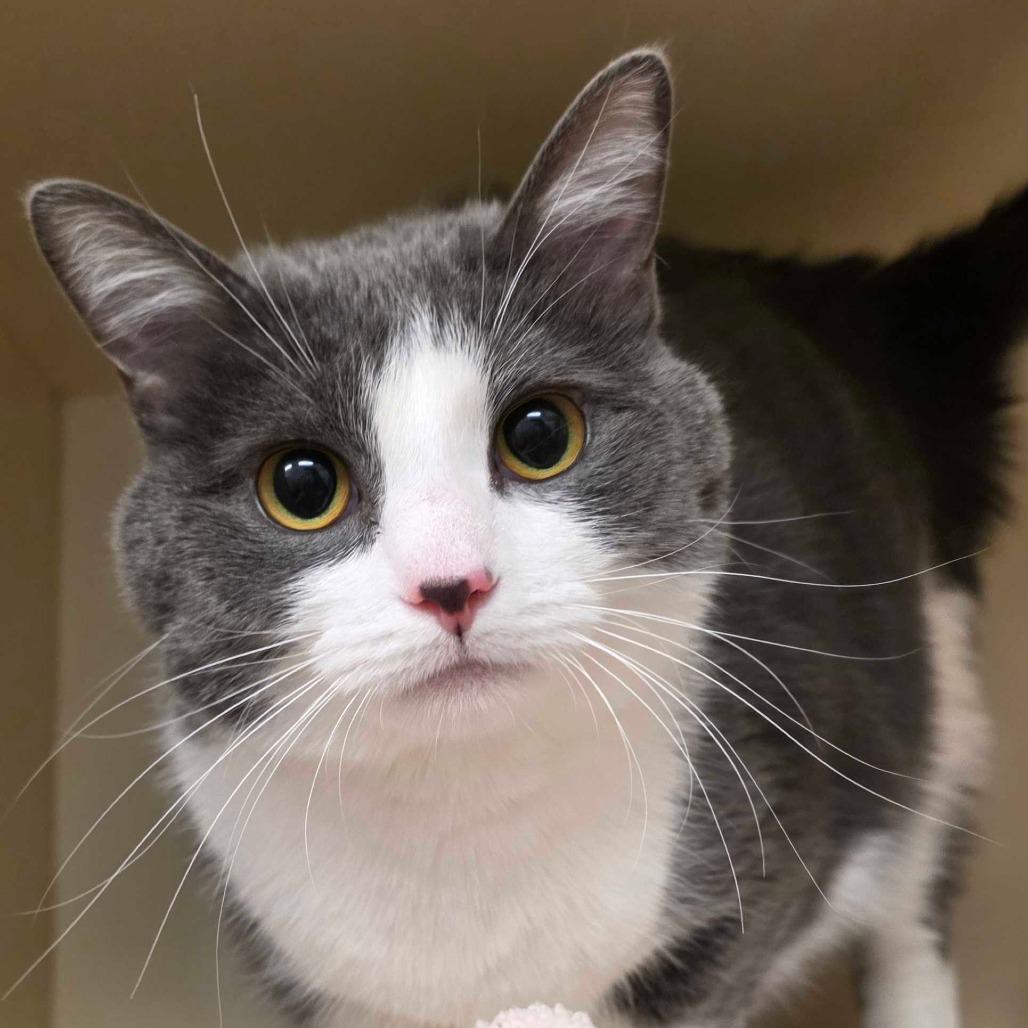 Topaz, a Adoptable Domestic Short Hair in Dayton, OH image 3/5