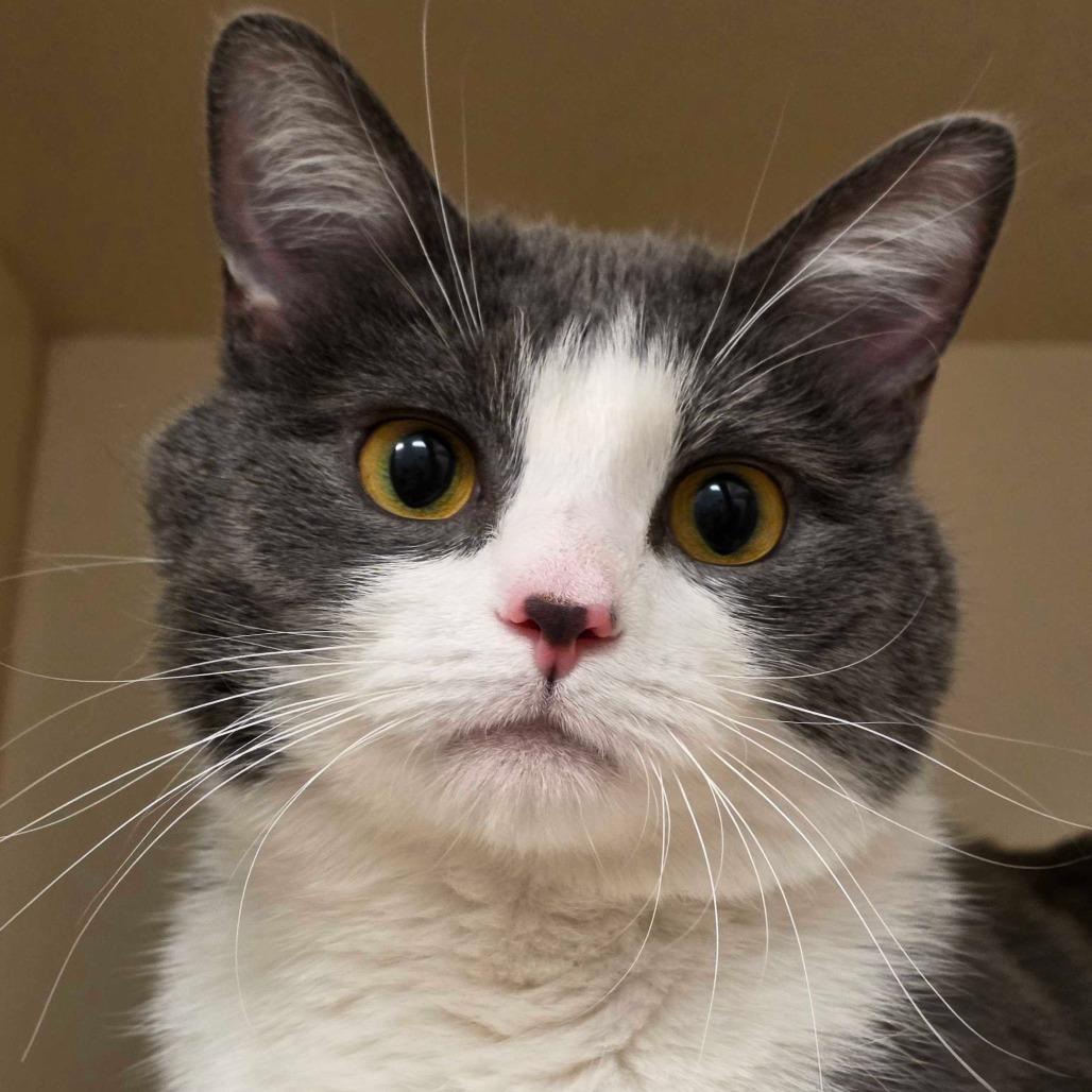 Topaz, a Adoptable Domestic Short Hair in Dayton, OH image 4/5