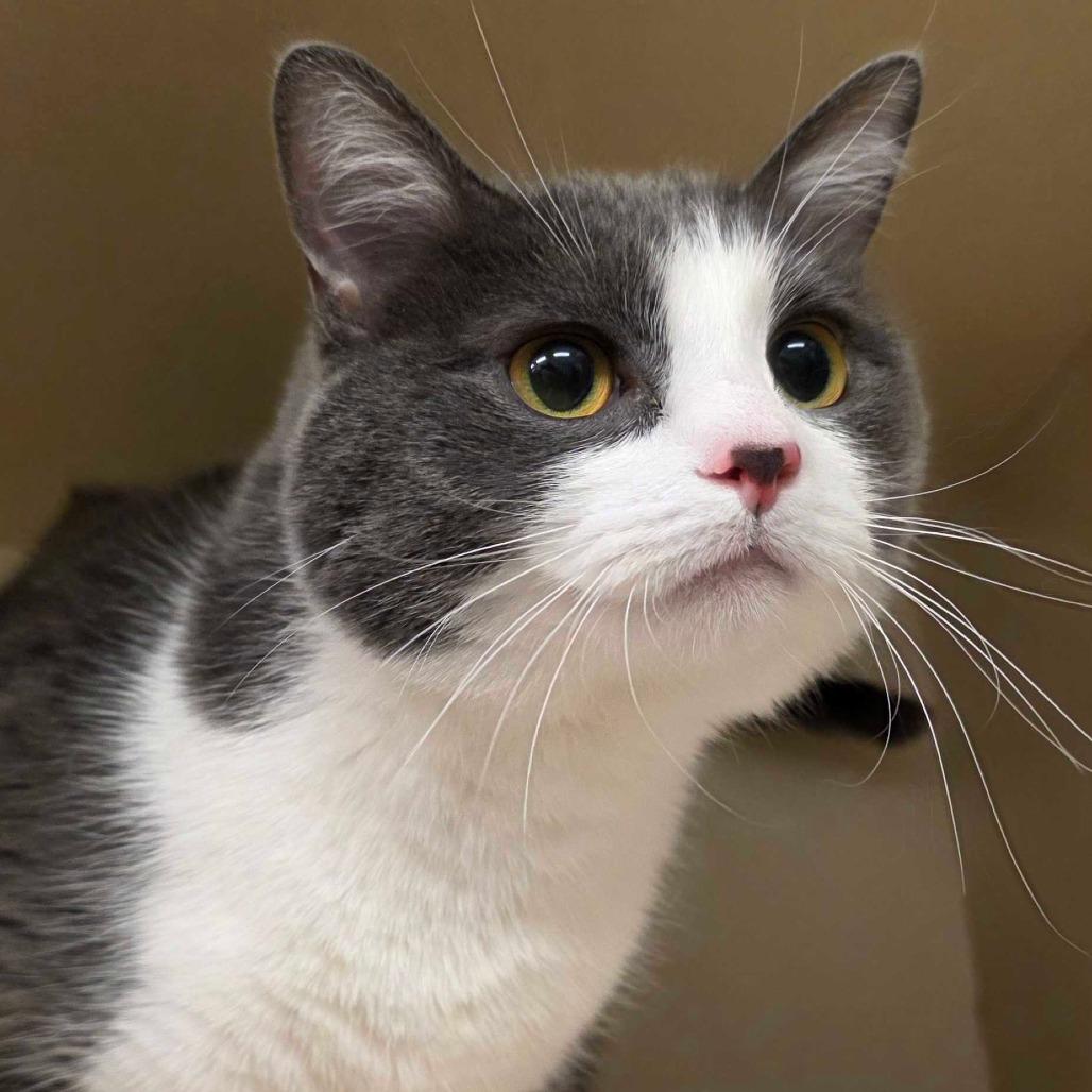 Topaz, a Adoptable Domestic Short Hair in Dayton, OH image 5/5