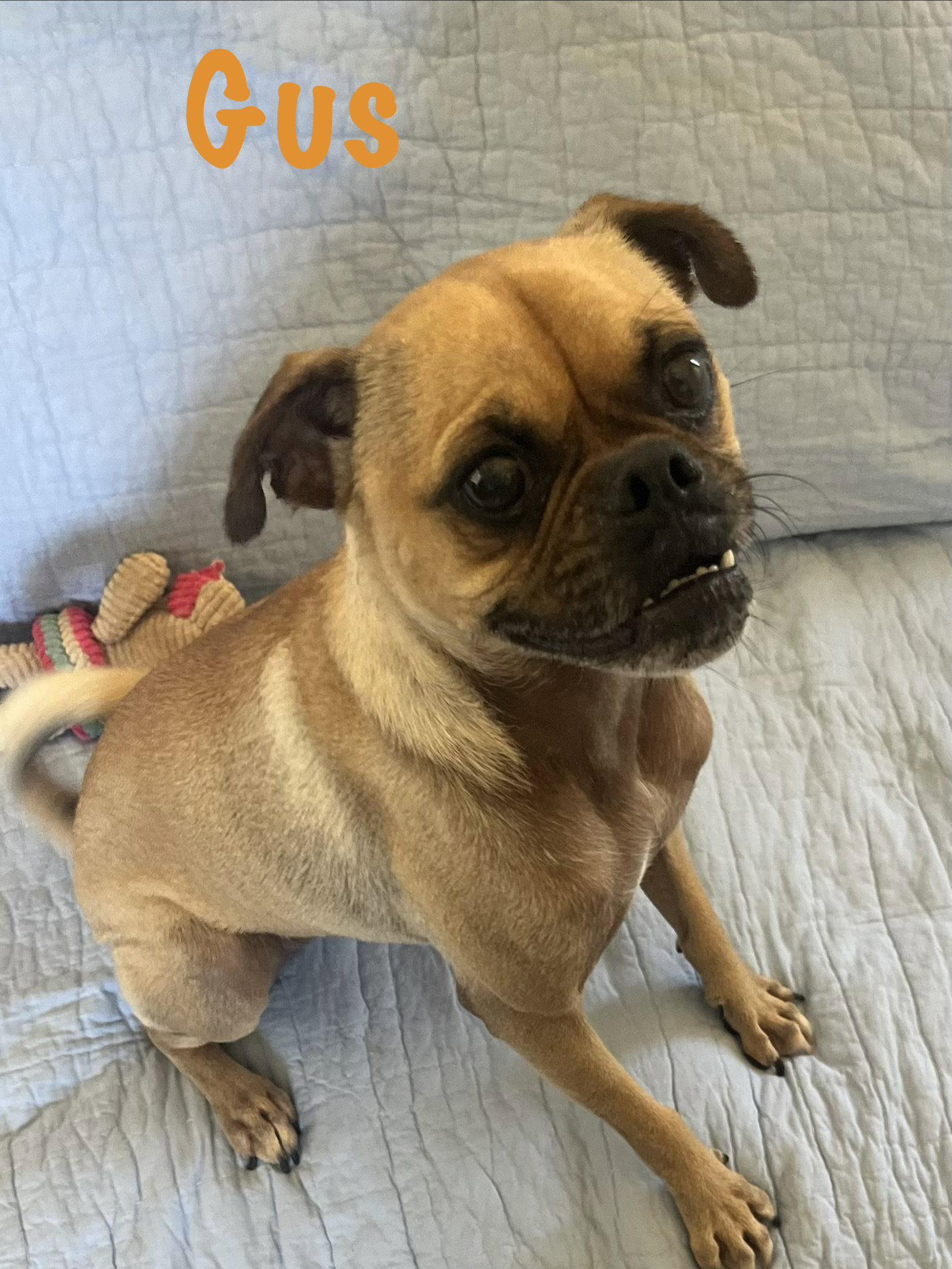 Gus, Adoptable, Adult Male Pug.