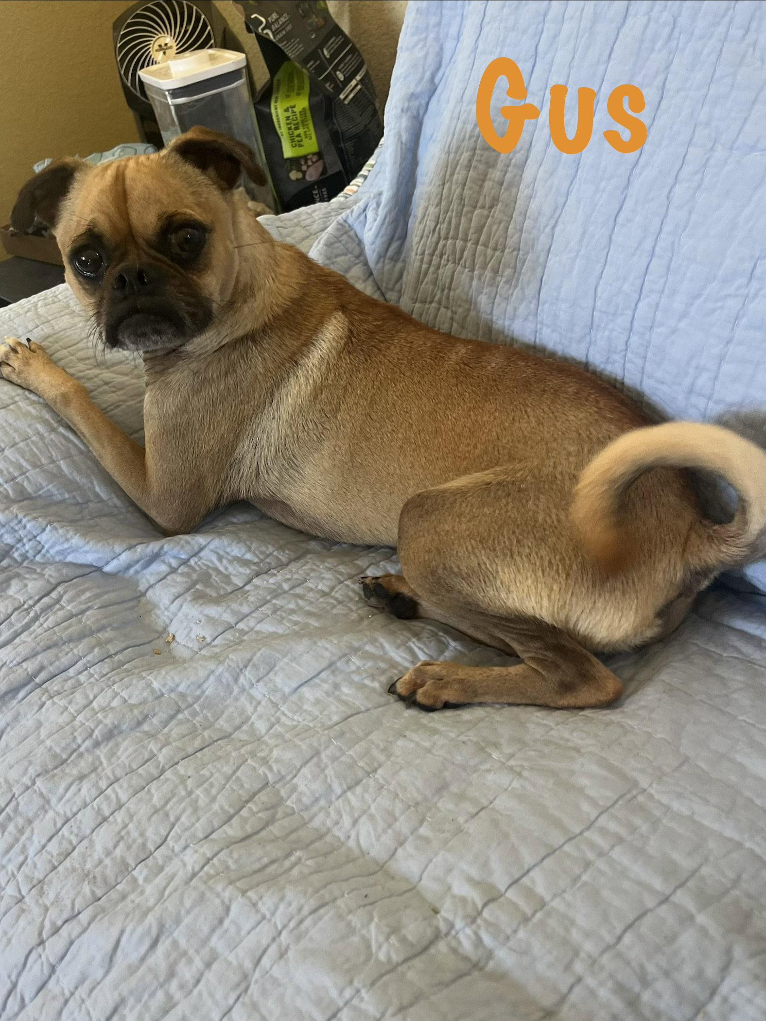 Enlarge Gus, a Adoptable Pug in Pipe Creek, TX image 2/3