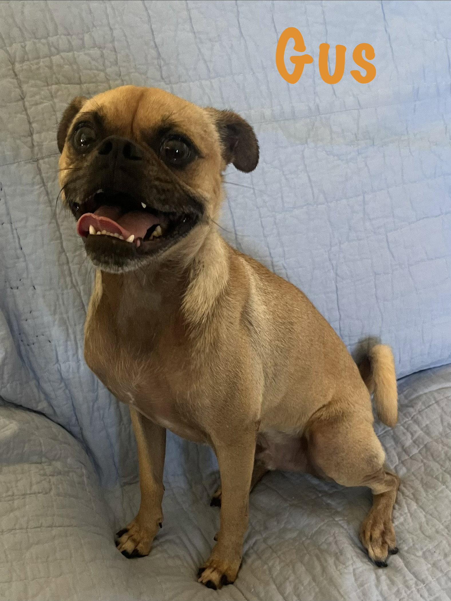 Enlarge Gus, a Adoptable Pug in Pipe Creek, TX image 3/3