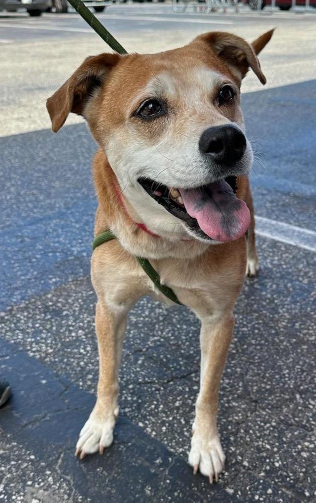 Nala (fka Ms.Tanner), Adoptable, Senior Female Carolina Dog & Mixed Breed.