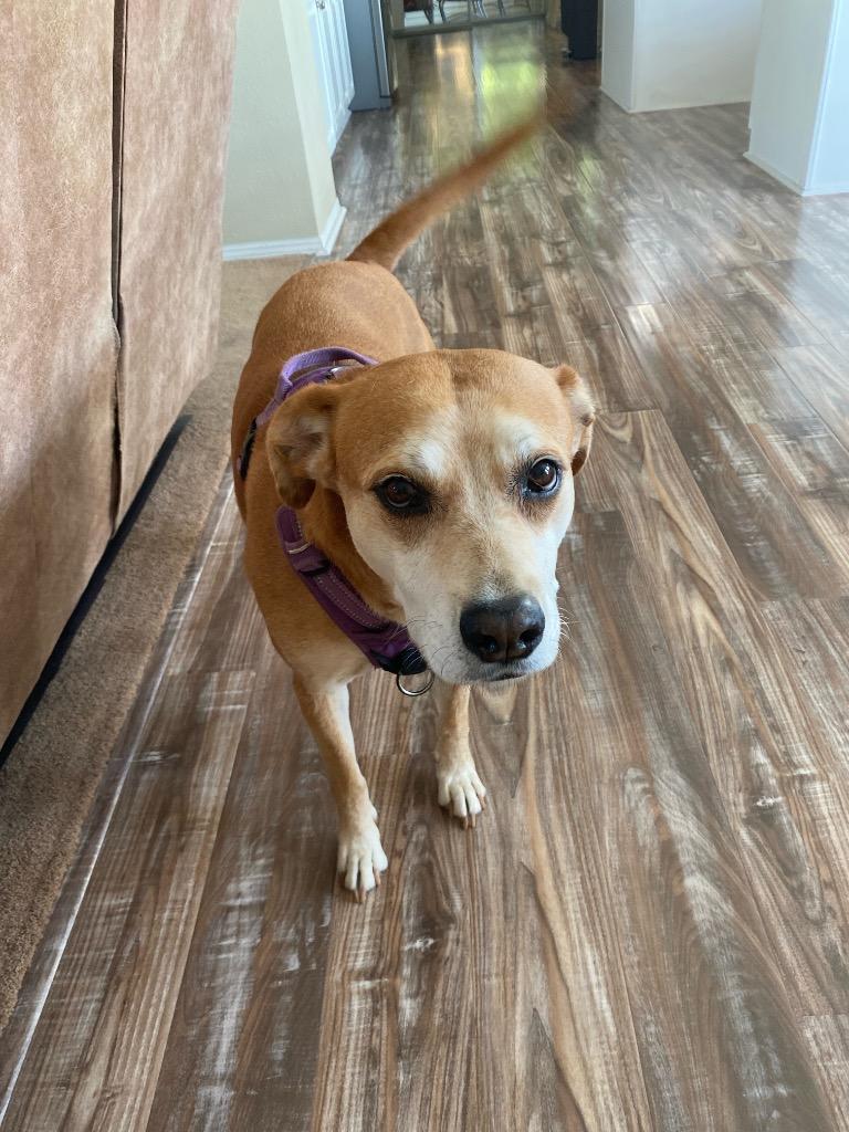 Enlarge Nala (fka Ms.Tanner), a Adoptable mixed breed in St. Augustine, FL image 2/6