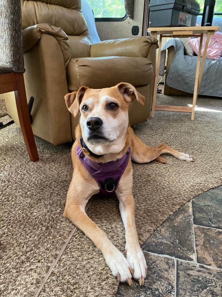 Enlarge Nala (fka Ms.Tanner), a Adoptable mixed breed in St. Augustine, FL image 3/6