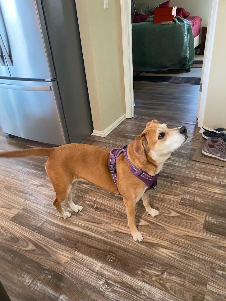 Enlarge Nala (fka Ms.Tanner), a Adoptable mixed breed in St. Augustine, FL image 5/6