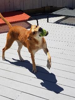 Enlarge Nala (fka Ms.Tanner), a Adoptable mixed breed in St. Augustine, FL image 6/6