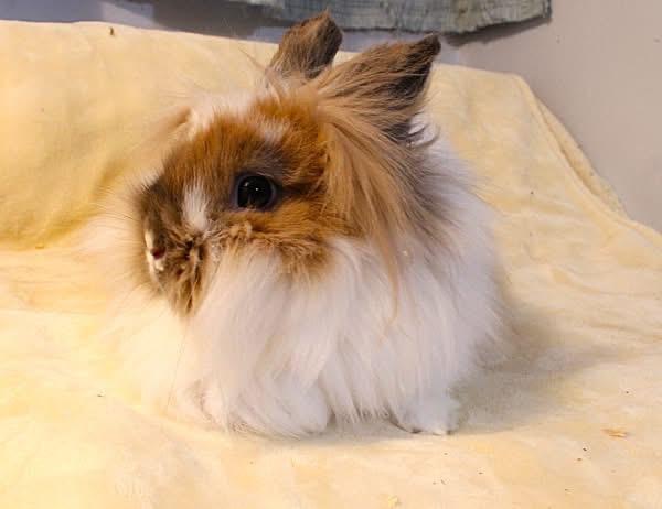 Enlarge Bria, a ADOPTABLE Lionhead in Hillside, NJ image 2/2