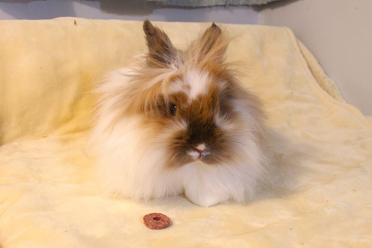 Bria, ADOPTABLE, Adult Female Lionhead.
