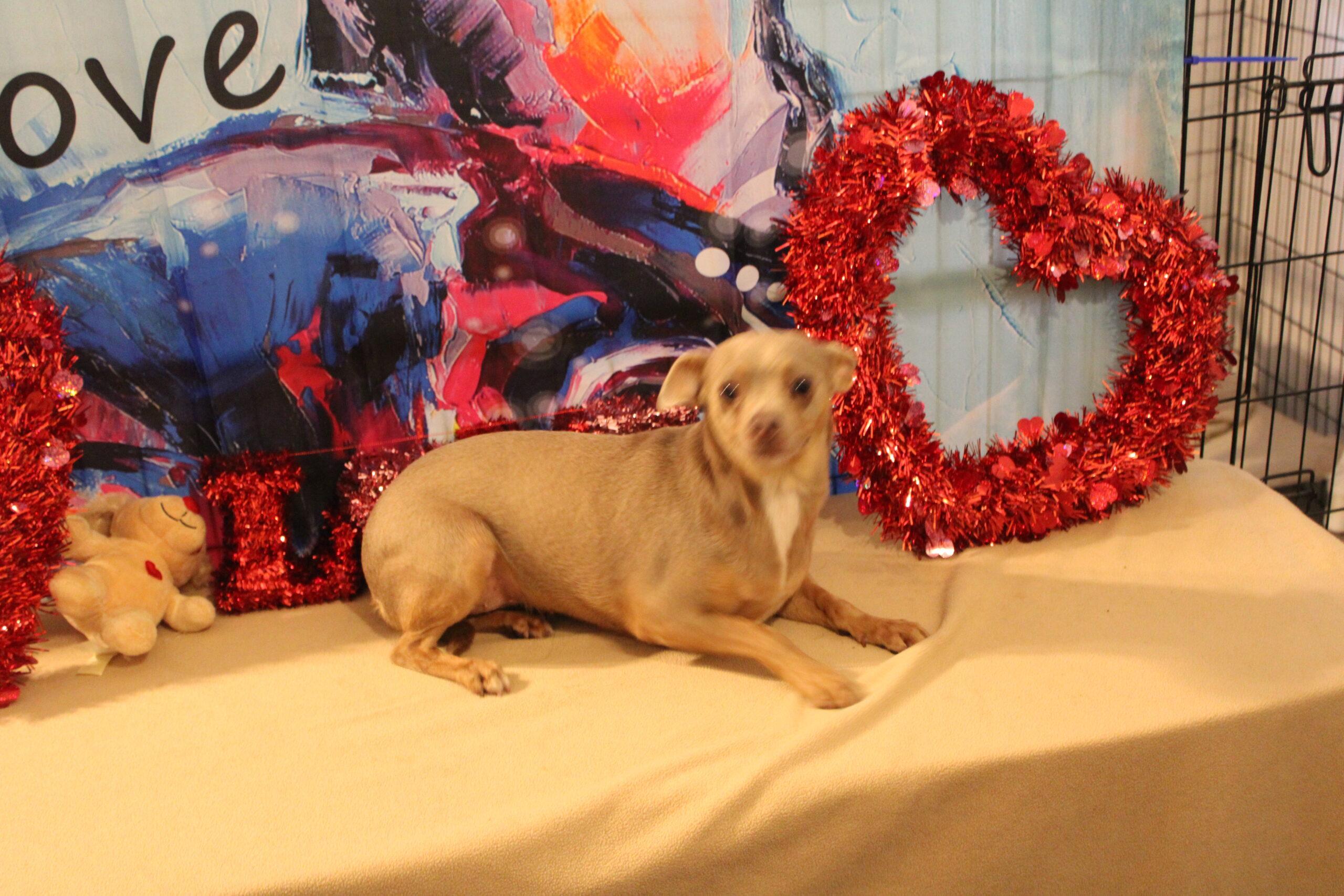 Thelma, a Adoptable Chihuahua in Wauchula, FL image 3/8