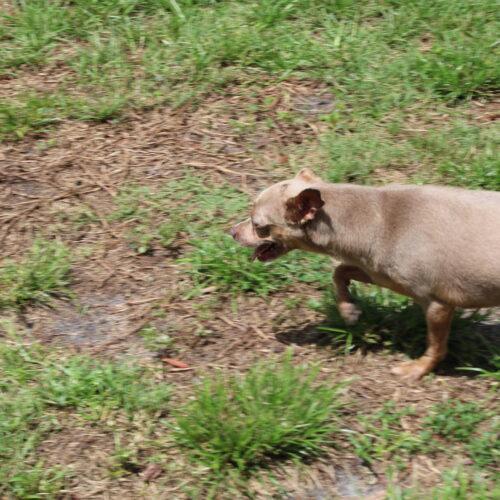 Thelma, a Adoptable Chihuahua in Wauchula, FL image 5/8