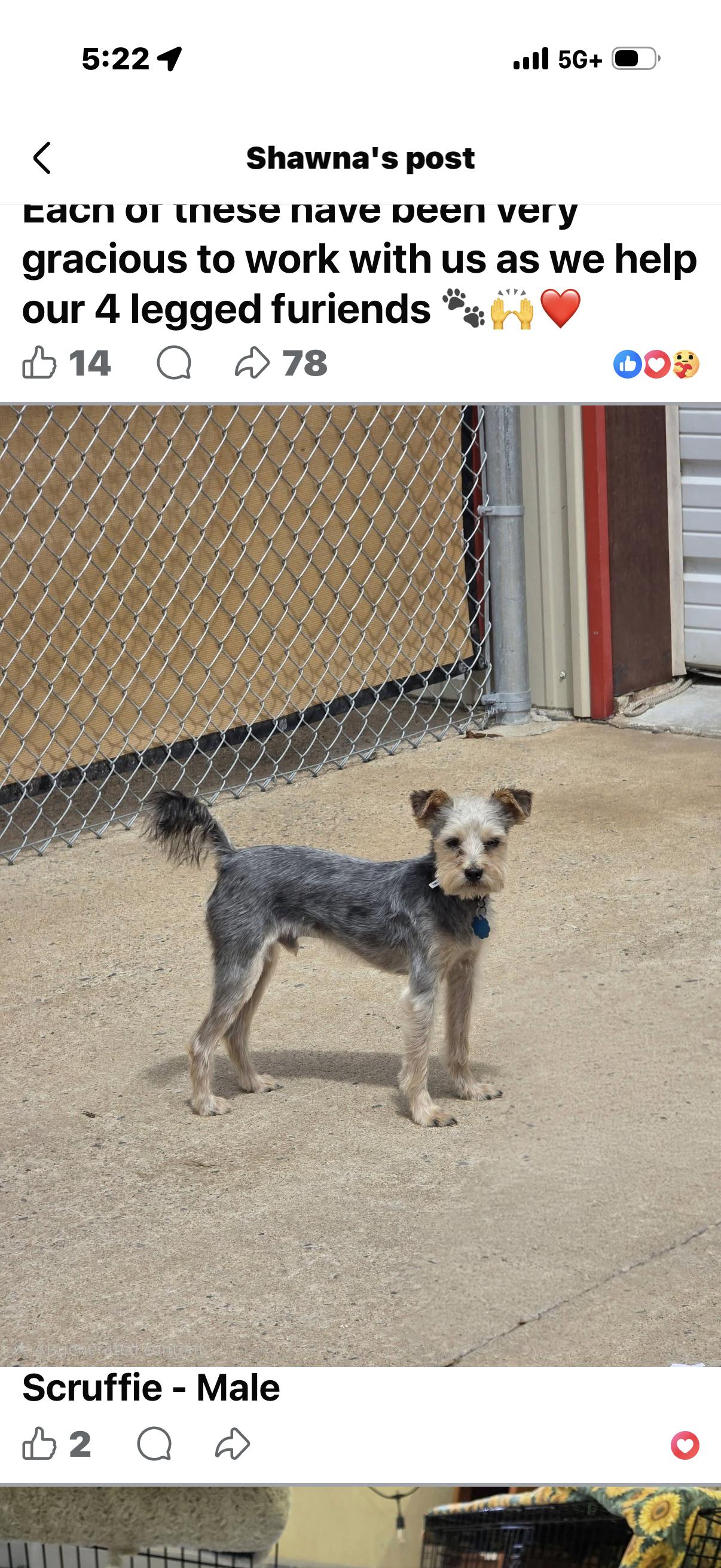 Enlarge Scruffy, a ADOPTABLE Norwich Terrier in Muldrow, OK image 2/2