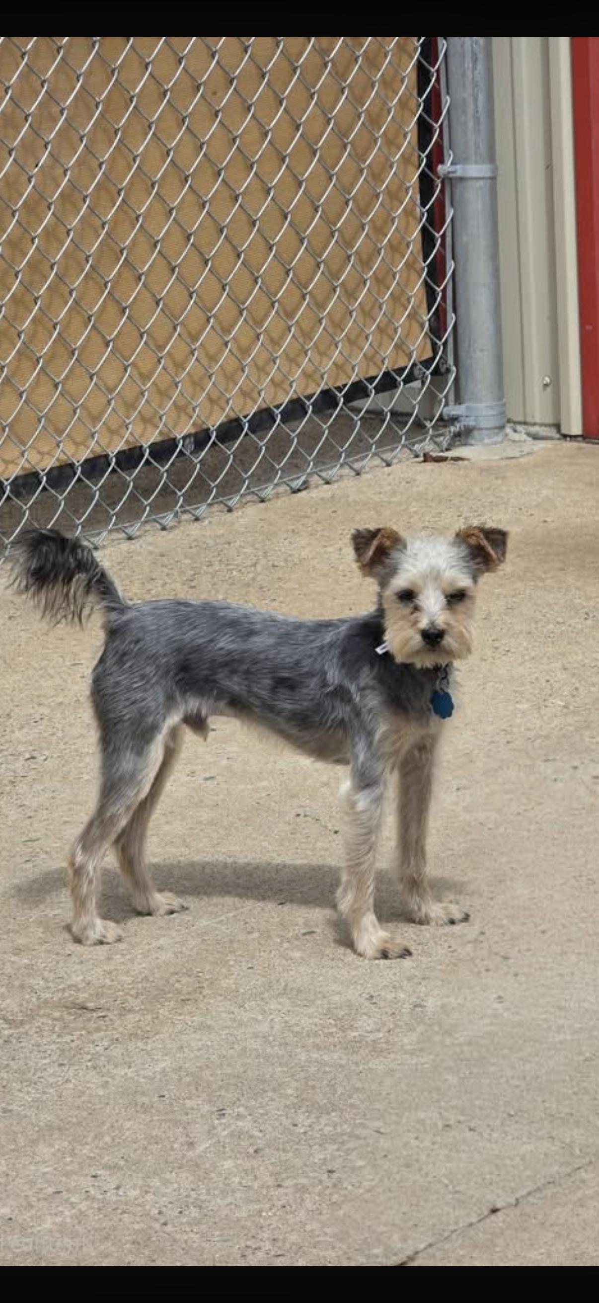 Enlarge Scruffy, a ADOPTABLE Norwich Terrier in Muldrow, OK image 1/2