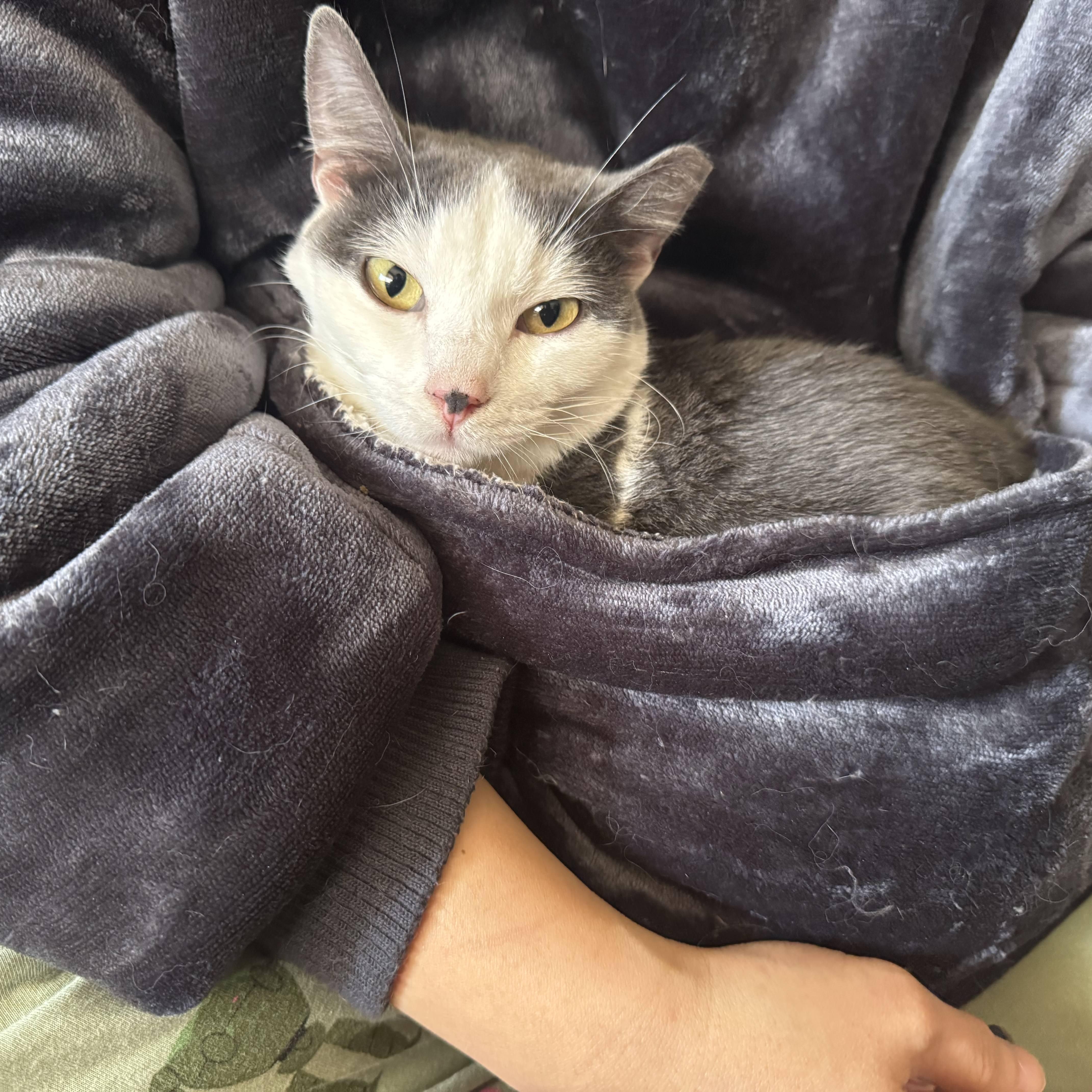 Meela, a ADOPTABLE Domestic Short Hair in San Francisco, CA image 3/4