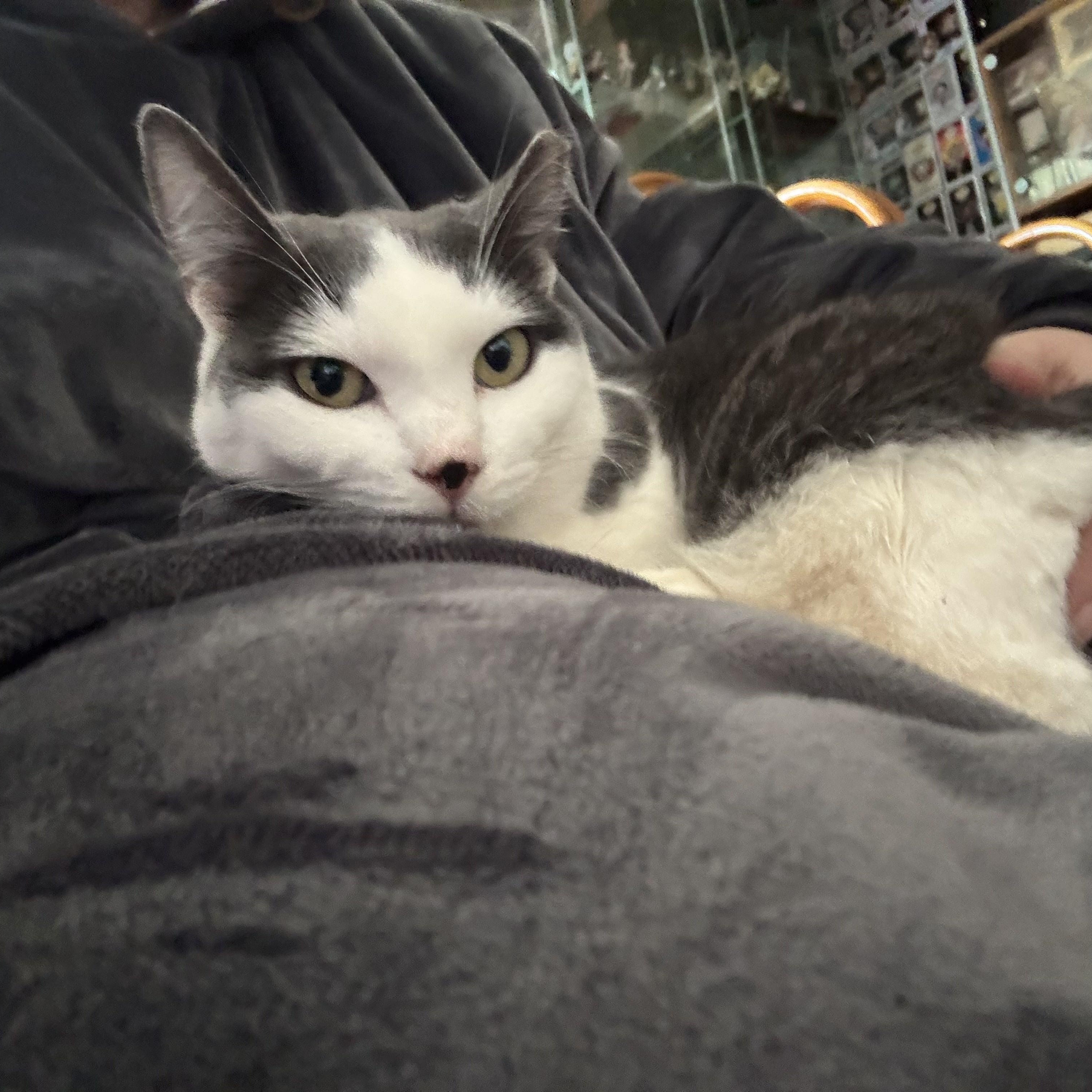 Meela, a ADOPTABLE Domestic Short Hair in San Francisco, CA image 4/4