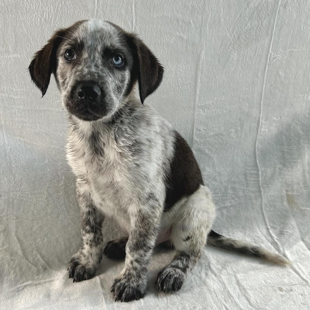 Sylvester, Adoptable, Puppy Male Australian Shepherd & Border Collie.