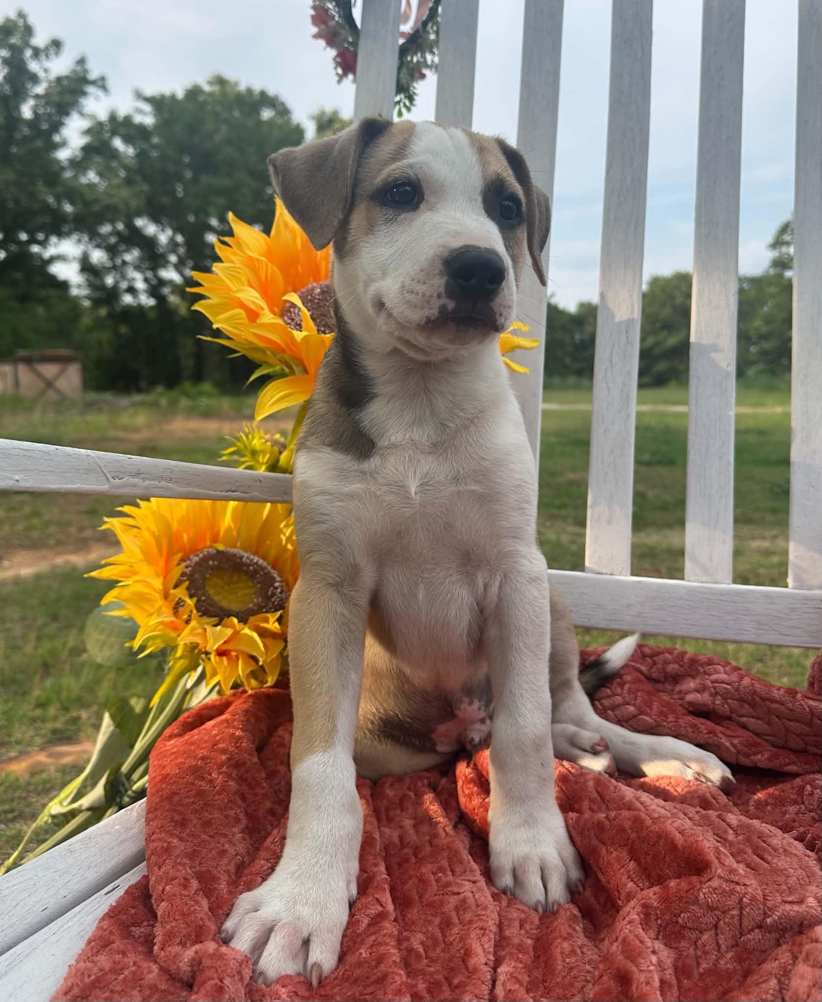 Pistachio, ADOPTABLE, Puppy Male Mixed Breed.