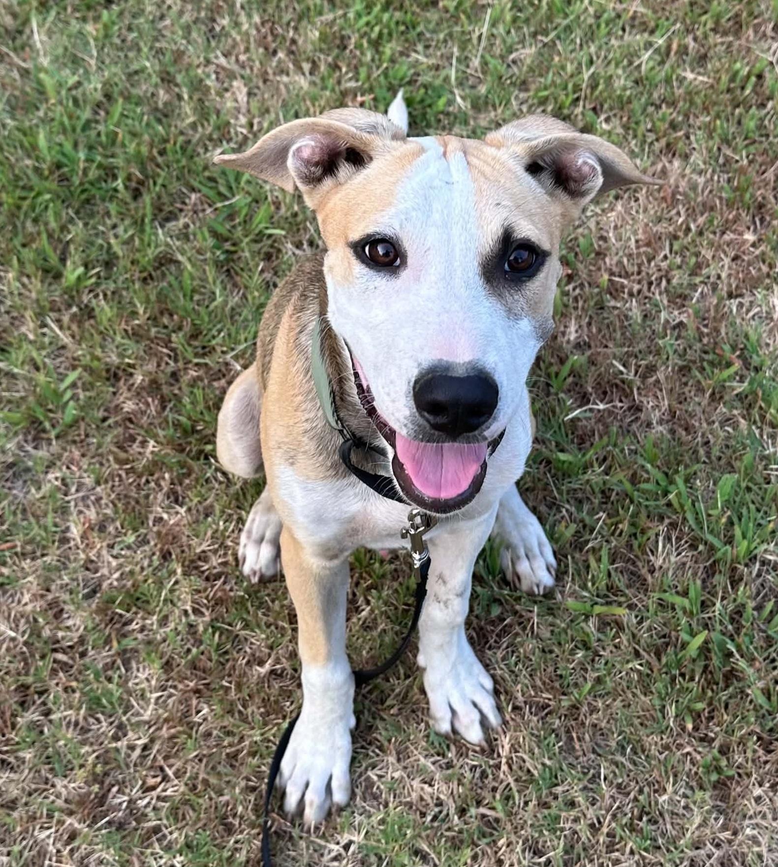 Pistachio, ADOPTABLE, Puppy Male Mixed Breed.