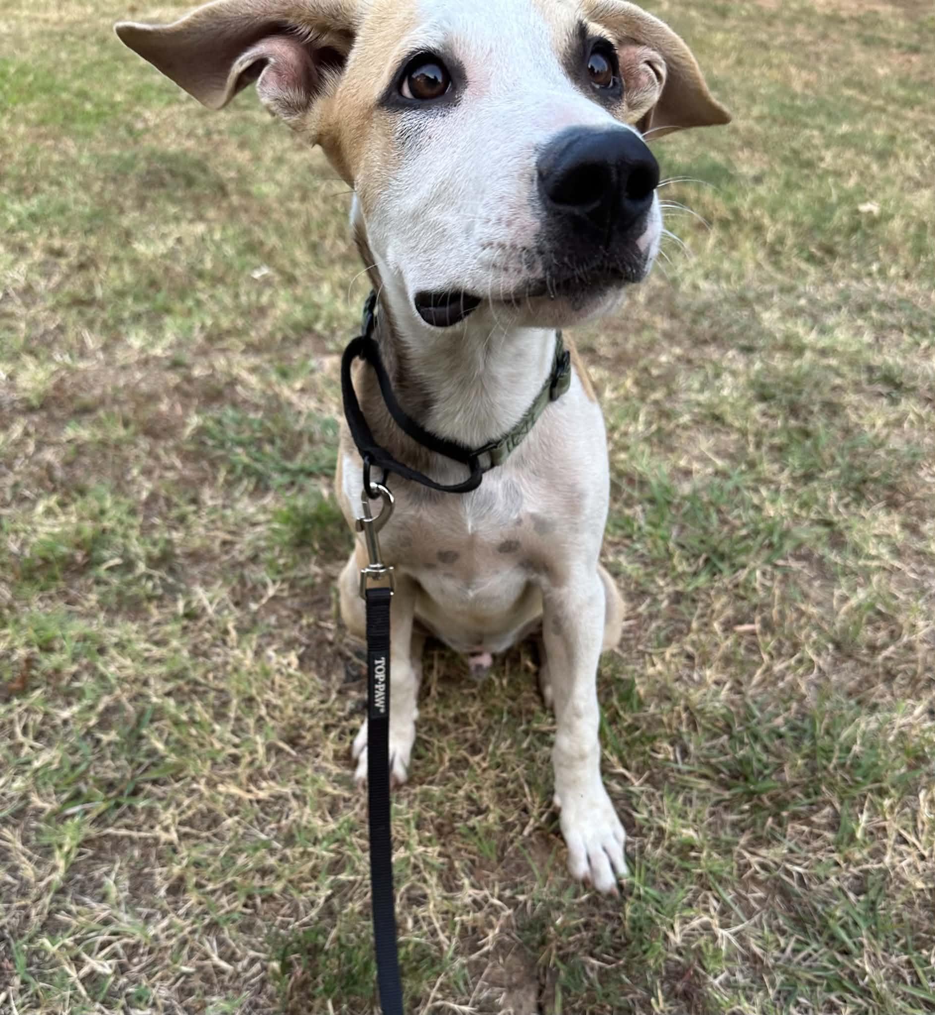 Enlarge Pistachio, a ADOPTABLE Mixed Breed in Okemah, OK image 2/4