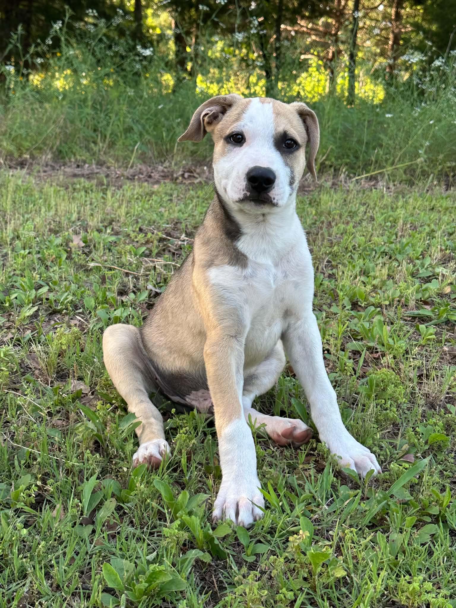 Pistachio, a ADOPTABLE Mixed Breed in Okemah, OK image 2/2