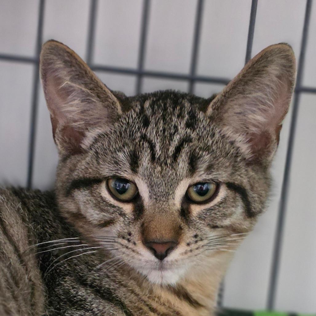 Deacon, Adoptable, Kitten Male Domestic Short Hair.