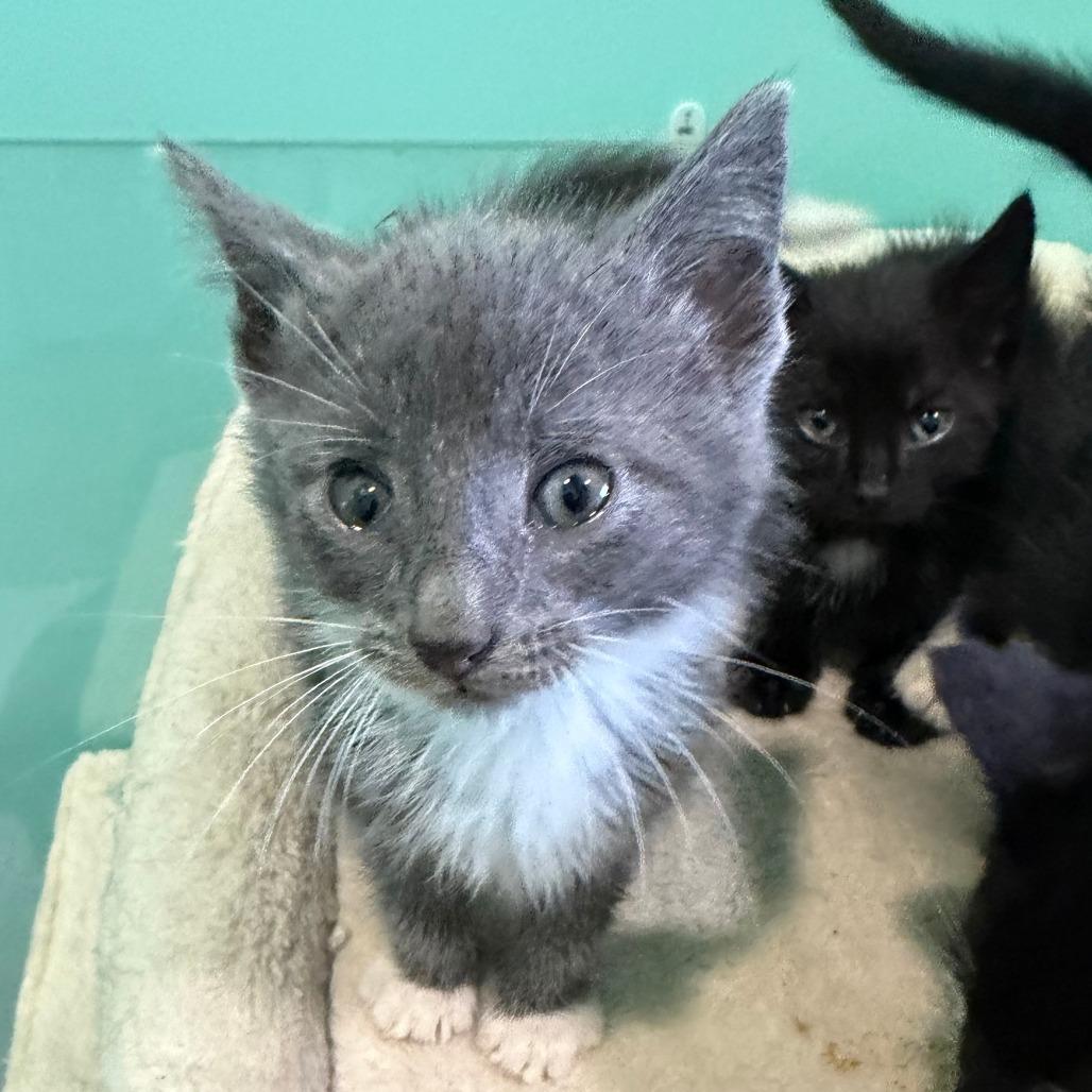 Brewers, Adoptable, Kitten Male Domestic Short Hair.