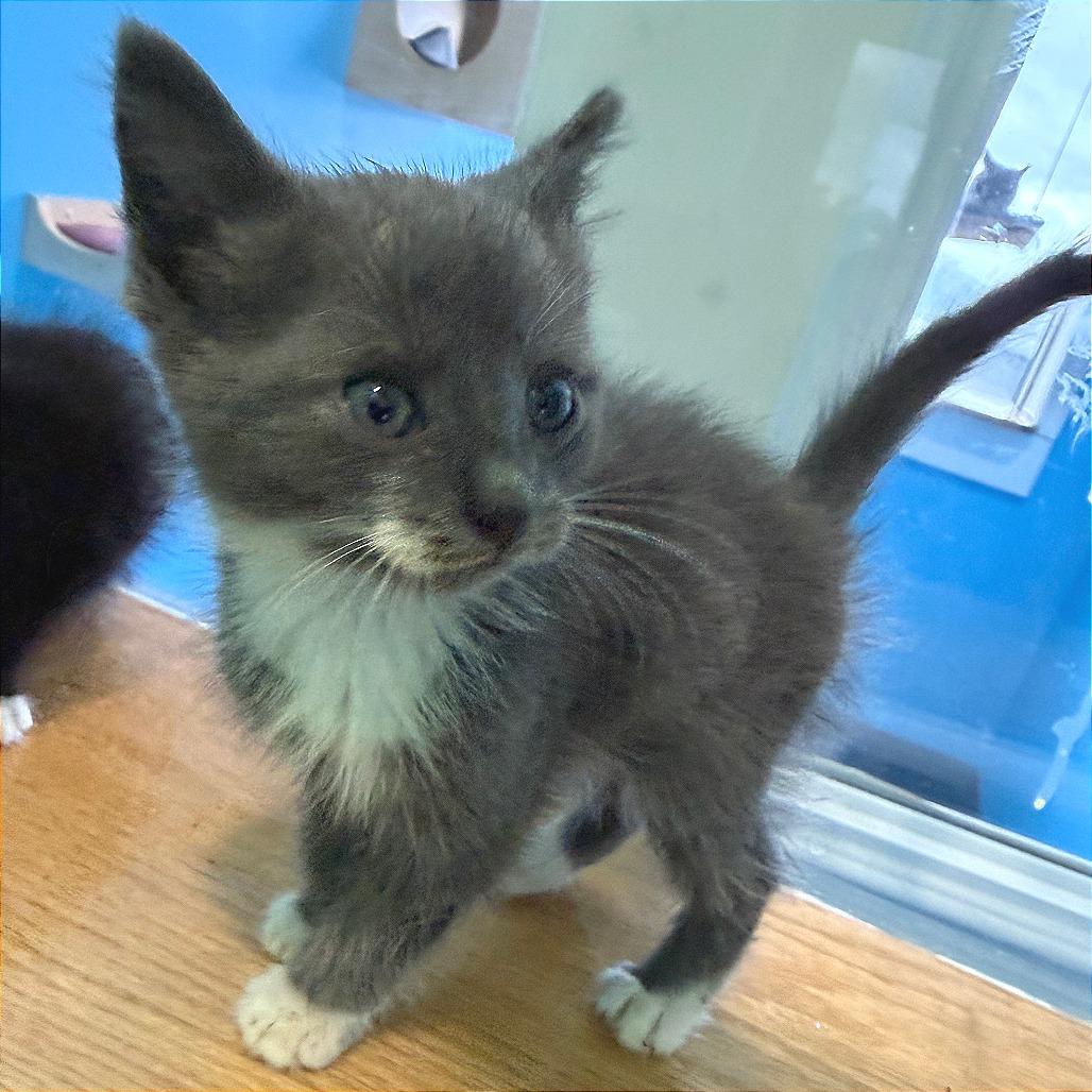 Brewers, a Adoptable Domestic Short Hair in Marion, VA image 2/6