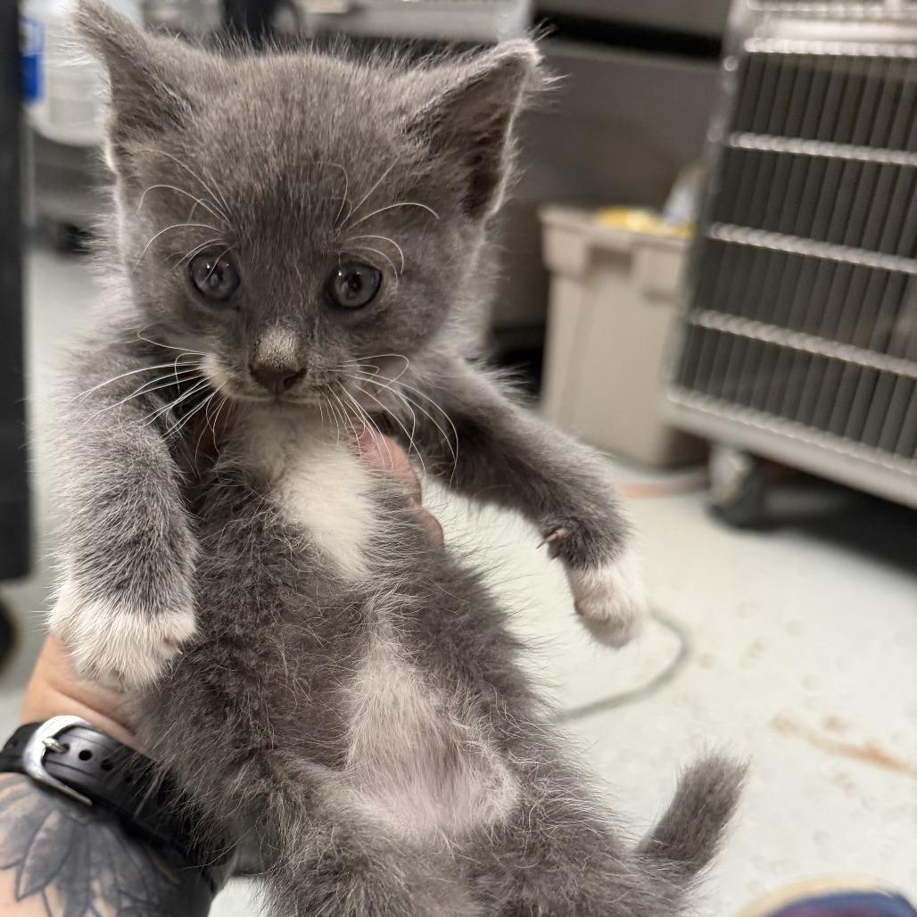 Brewers, a Adoptable Domestic Short Hair in Marion, VA image 3/6