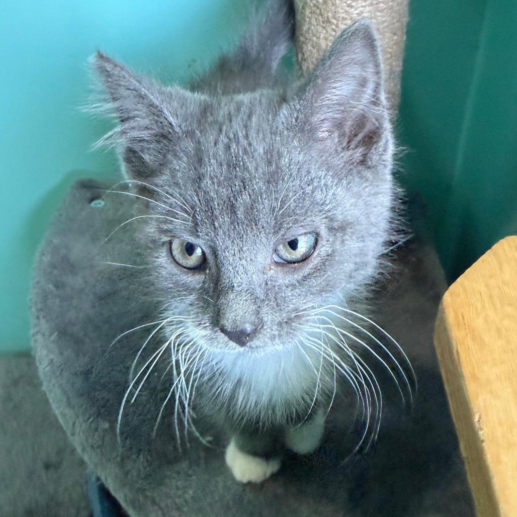 Brewers, a Adoptable Domestic Short Hair in Marion, VA image 4/6