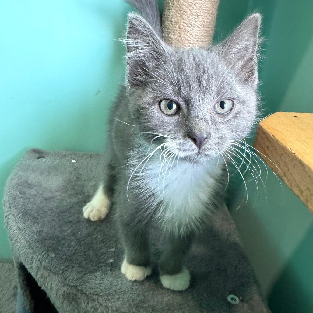 Brewers, a Adoptable Domestic Short Hair in Marion, VA image 5/6