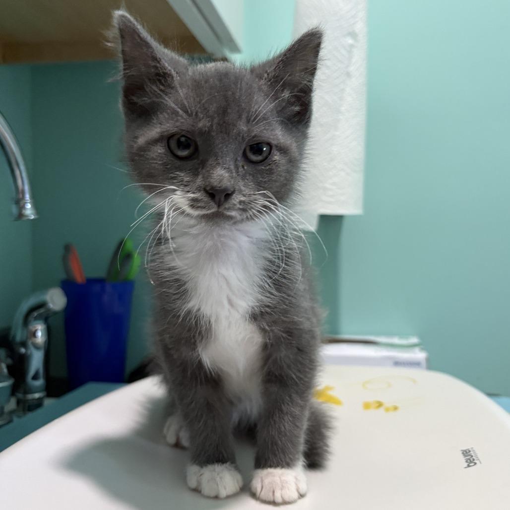 Brewers, a Adoptable Domestic Short Hair in Marion, VA image 6/6