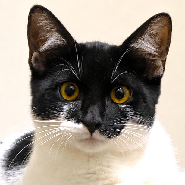 Enlarge NOBLE NOVA - AMAZING TURKISH VAN BOY, a Adoptable mixed breed in Danbury, CT image 3/3
