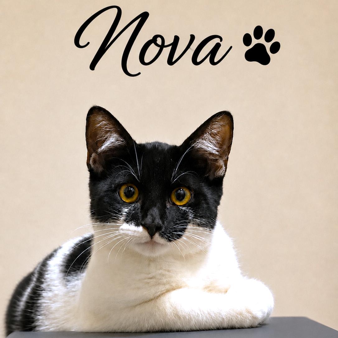 Enlarge NOBLE NOVA - AMAZING TURKISH VAN BOY, a Adoptable mixed breed in Danbury, CT image 1/3