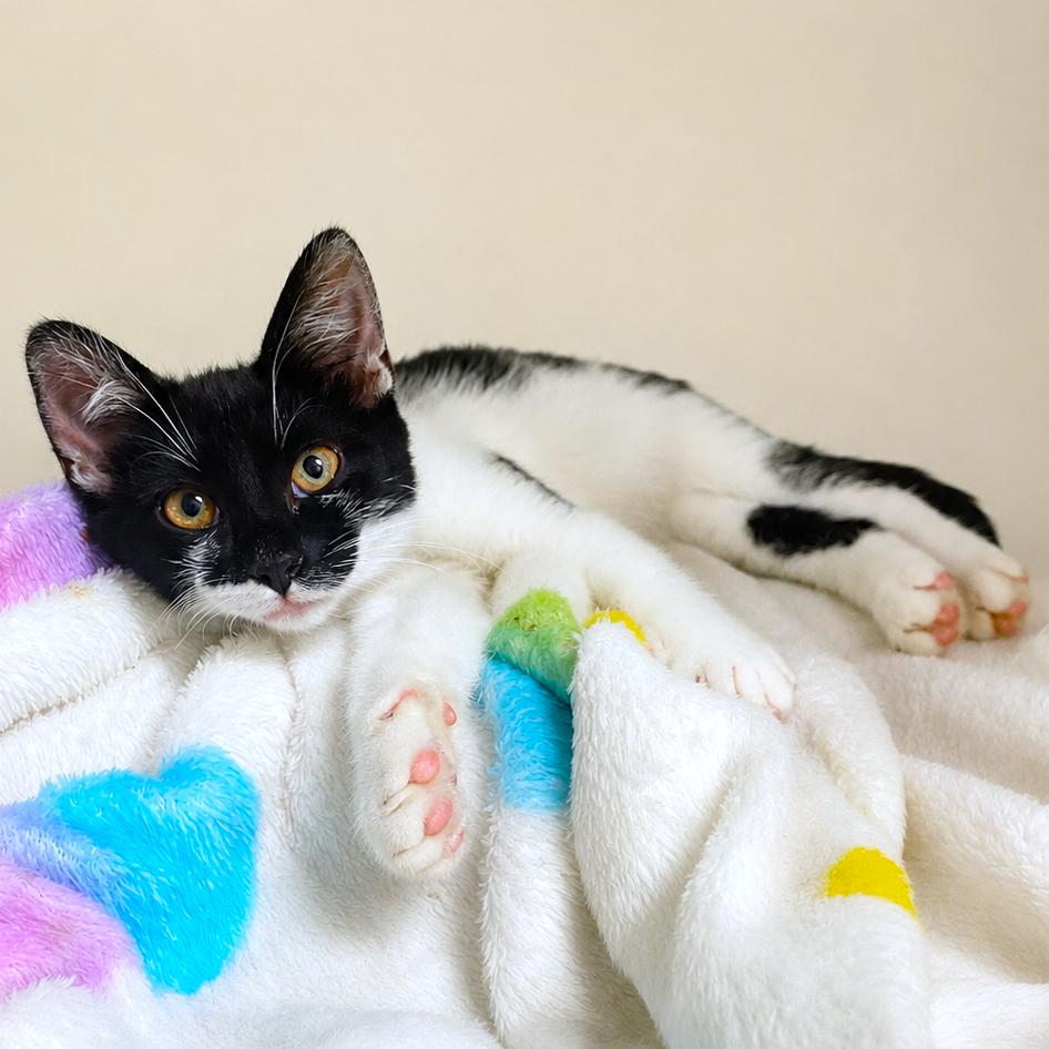 Enlarge NOBLE NOVA - AMAZING TURKISH VAN BOY, a Adoptable mixed breed in Danbury, CT image 2/3