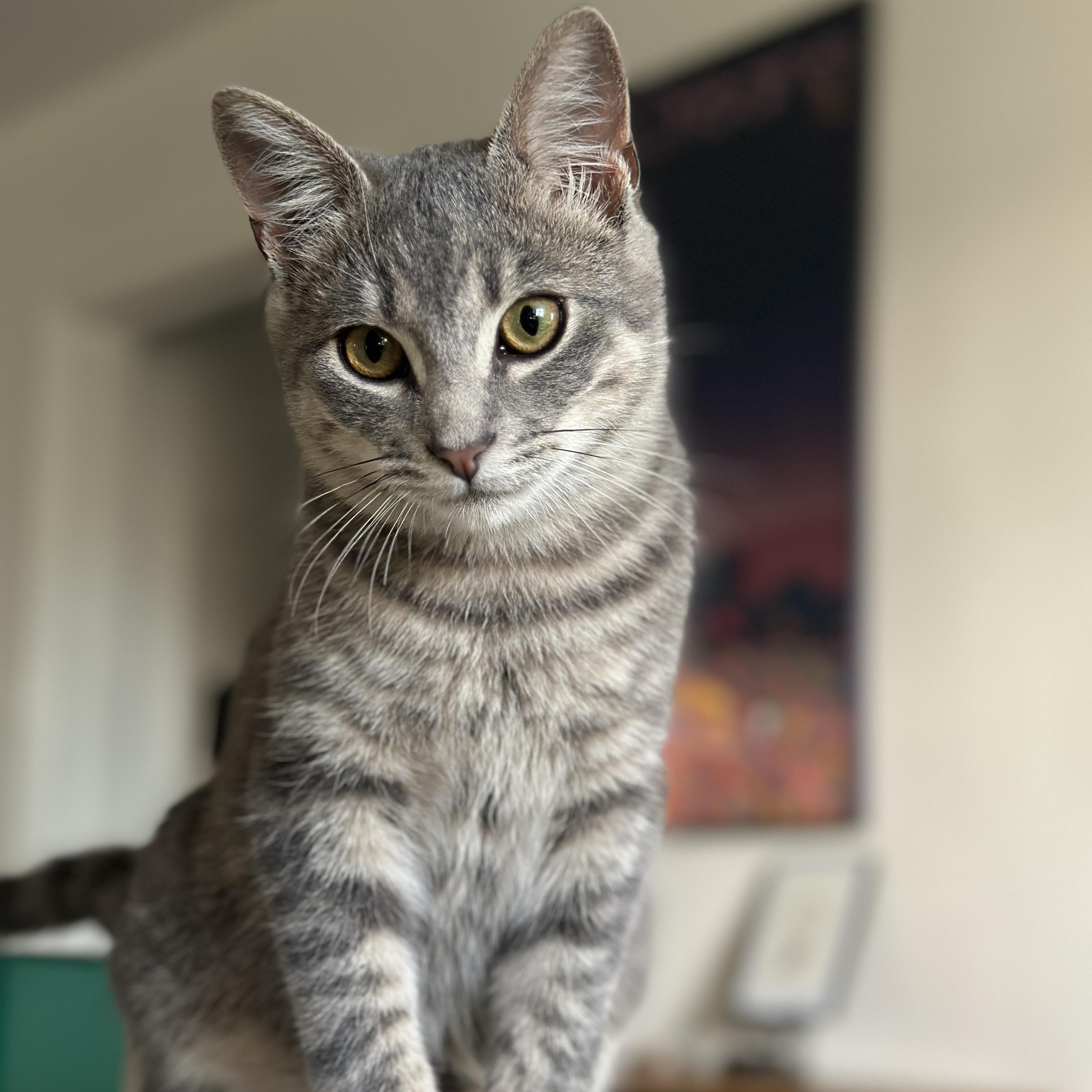 Enlarge Cowboy, an adopted Domestic Short Hair in Los Angeles, CA image 5/6