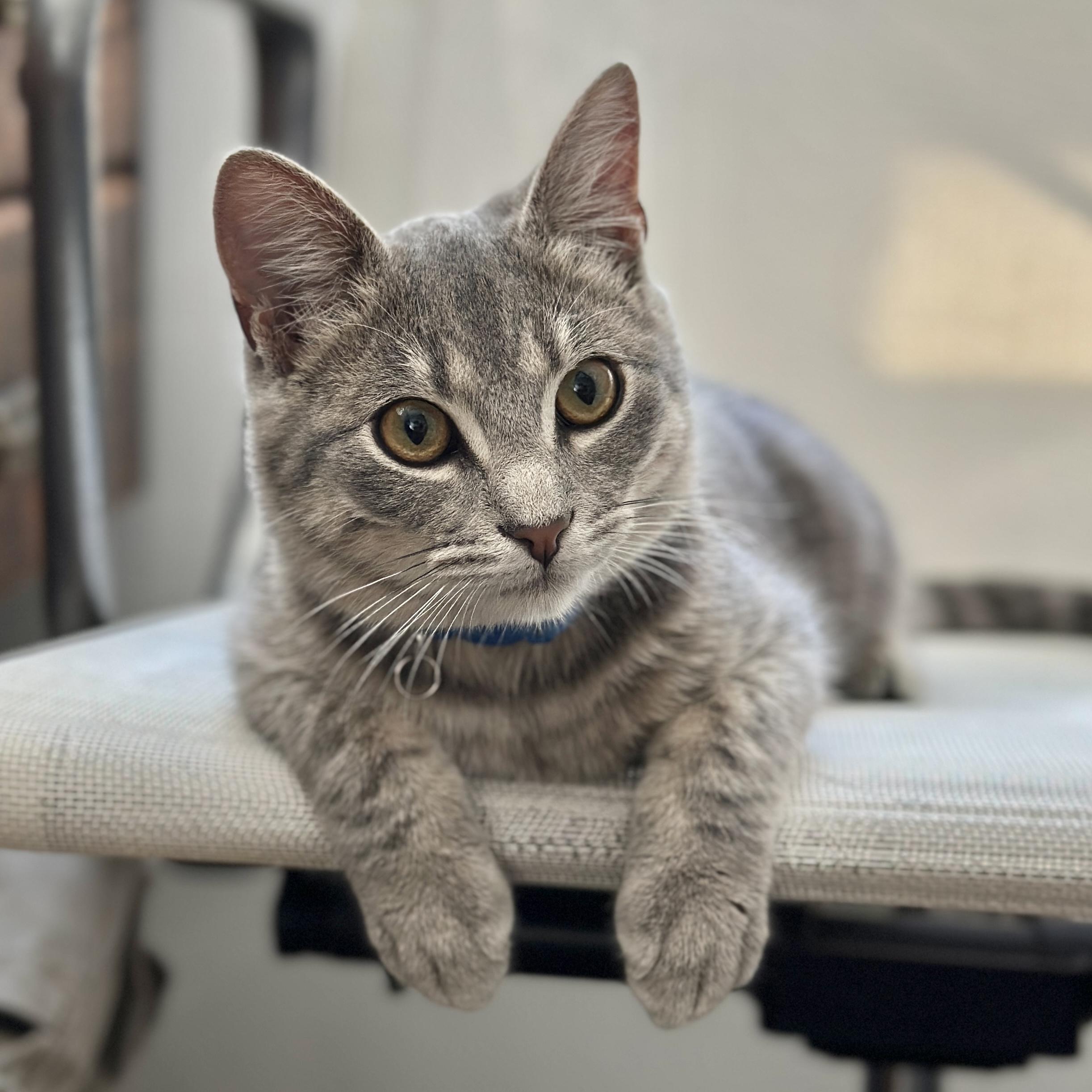 Cowboy, adopted, Kitten Male Domestic Short Hair.