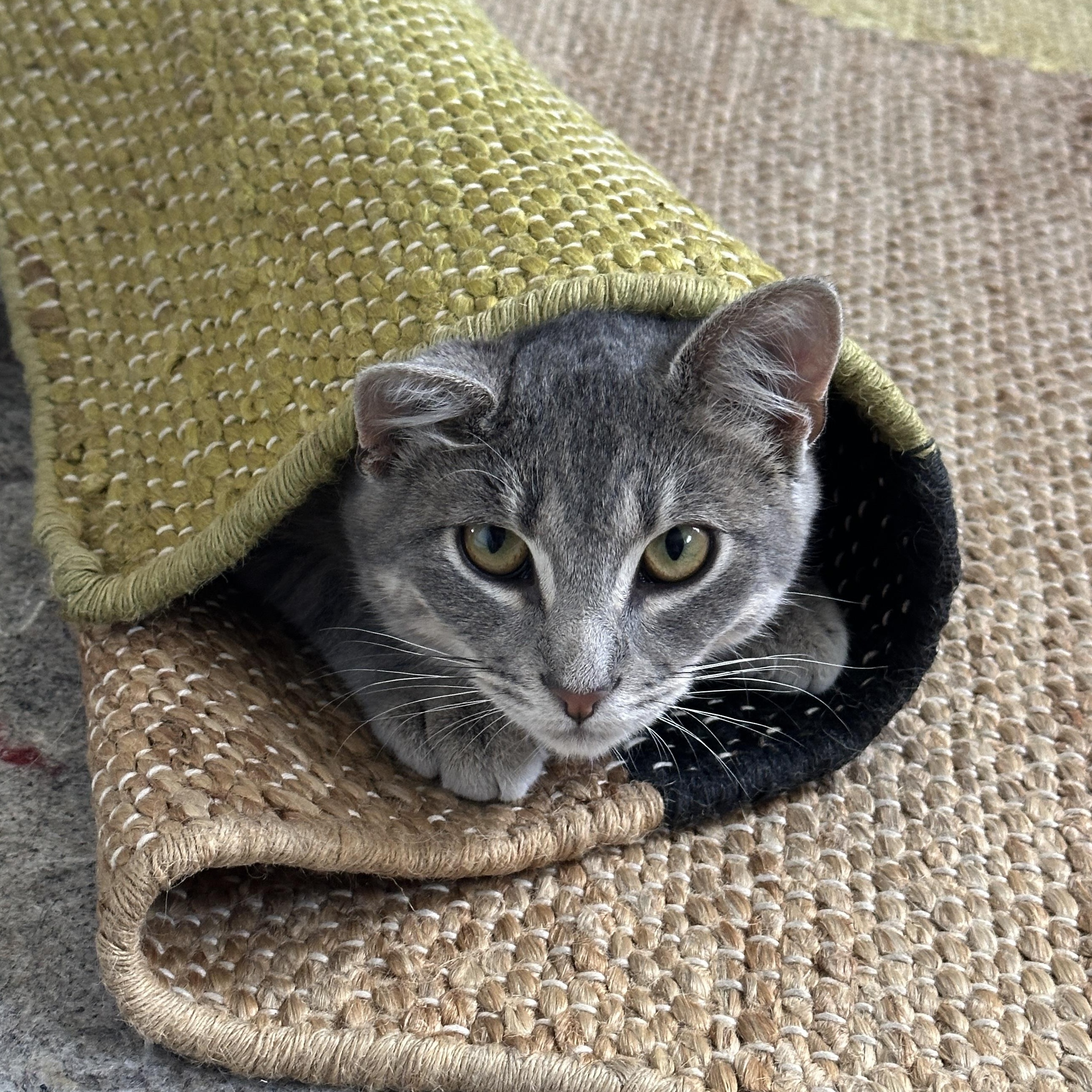 Enlarge Cowboy, an adopted Domestic Short Hair in Los Angeles, CA image 2/6