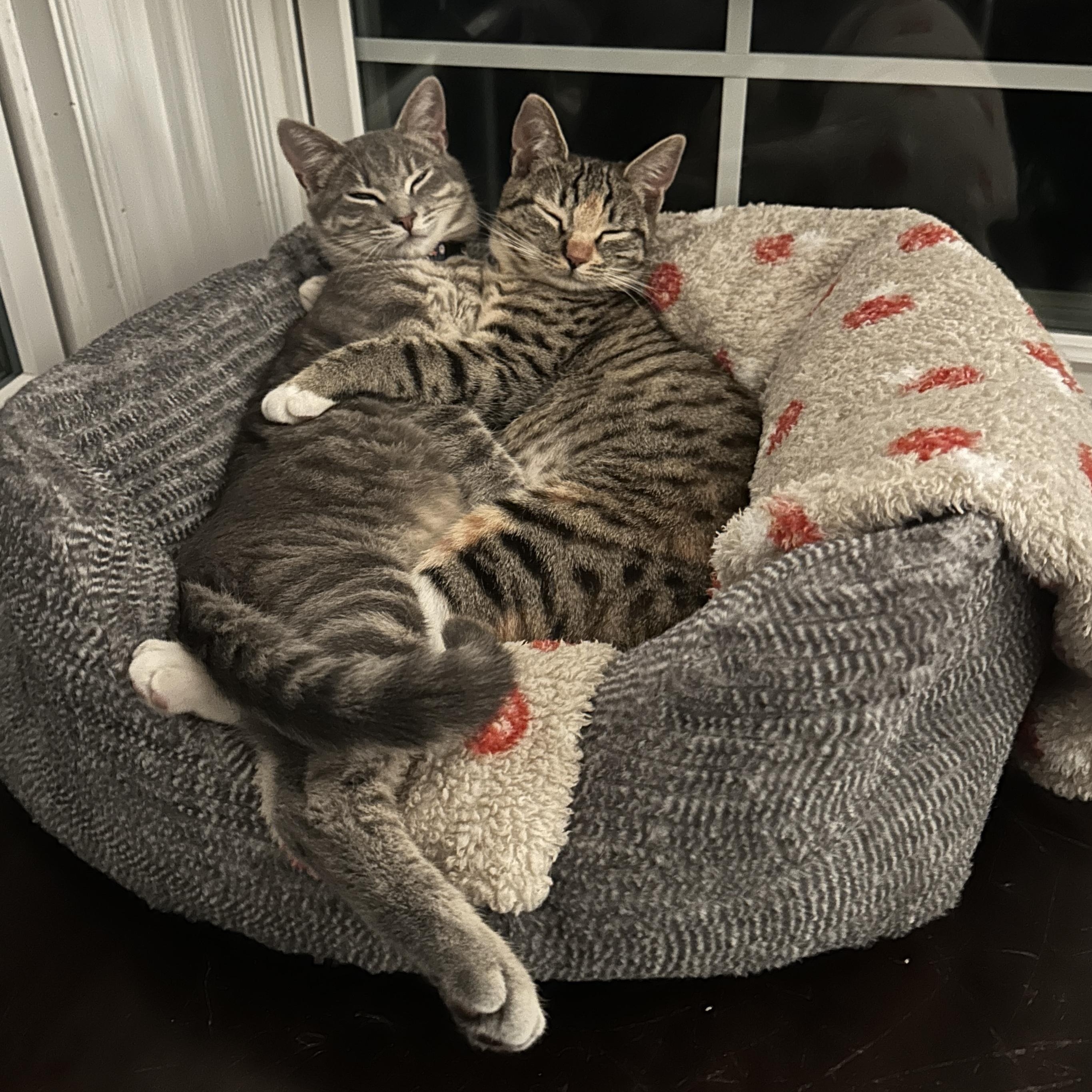 Enlarge Cowboy, an adopted Domestic Short Hair in Los Angeles, CA image 6/6