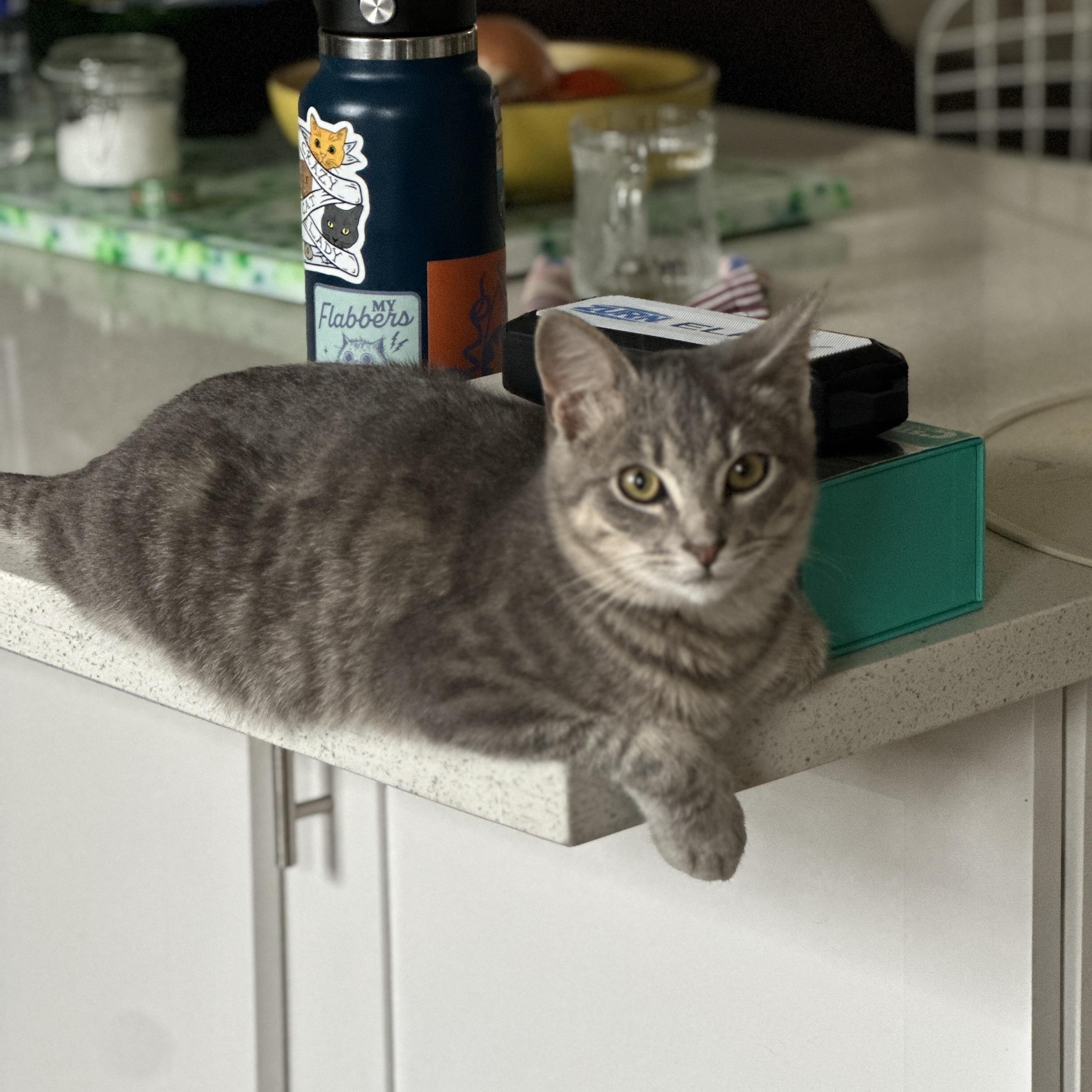 Enlarge Cowboy, an adopted Domestic Short Hair in Los Angeles, CA image 3/6