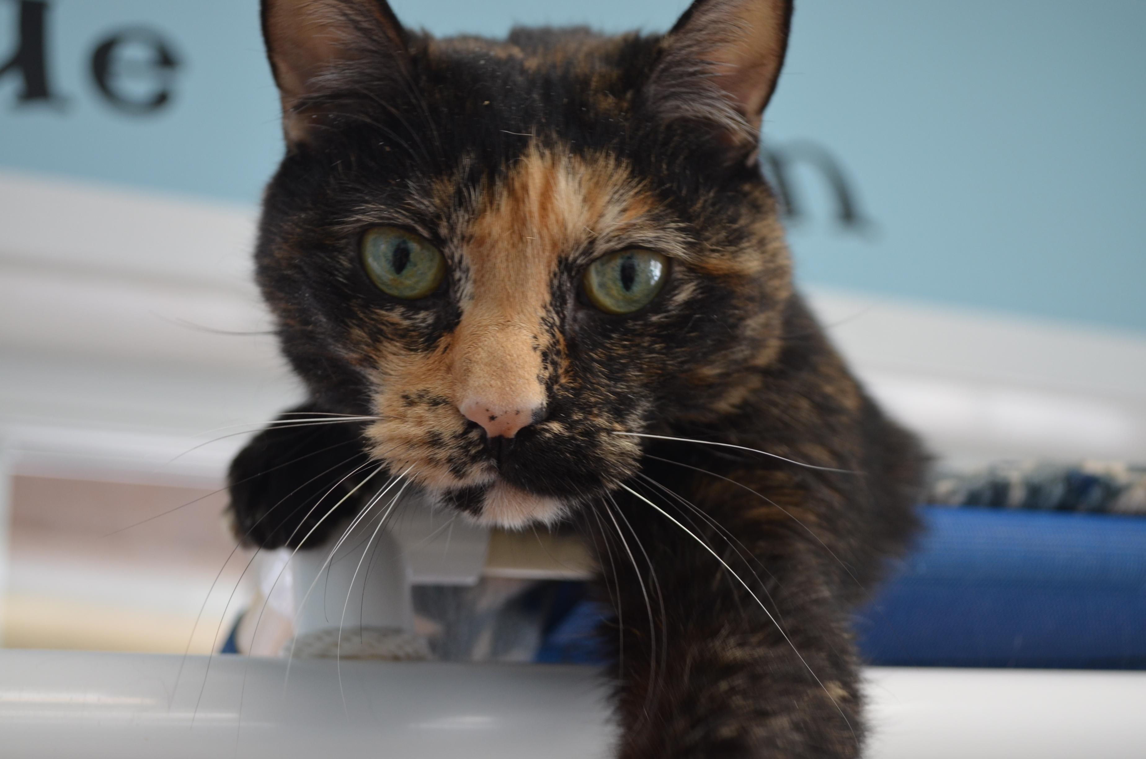 Snickers, Adoptable, Adult Female Tortoiseshell.