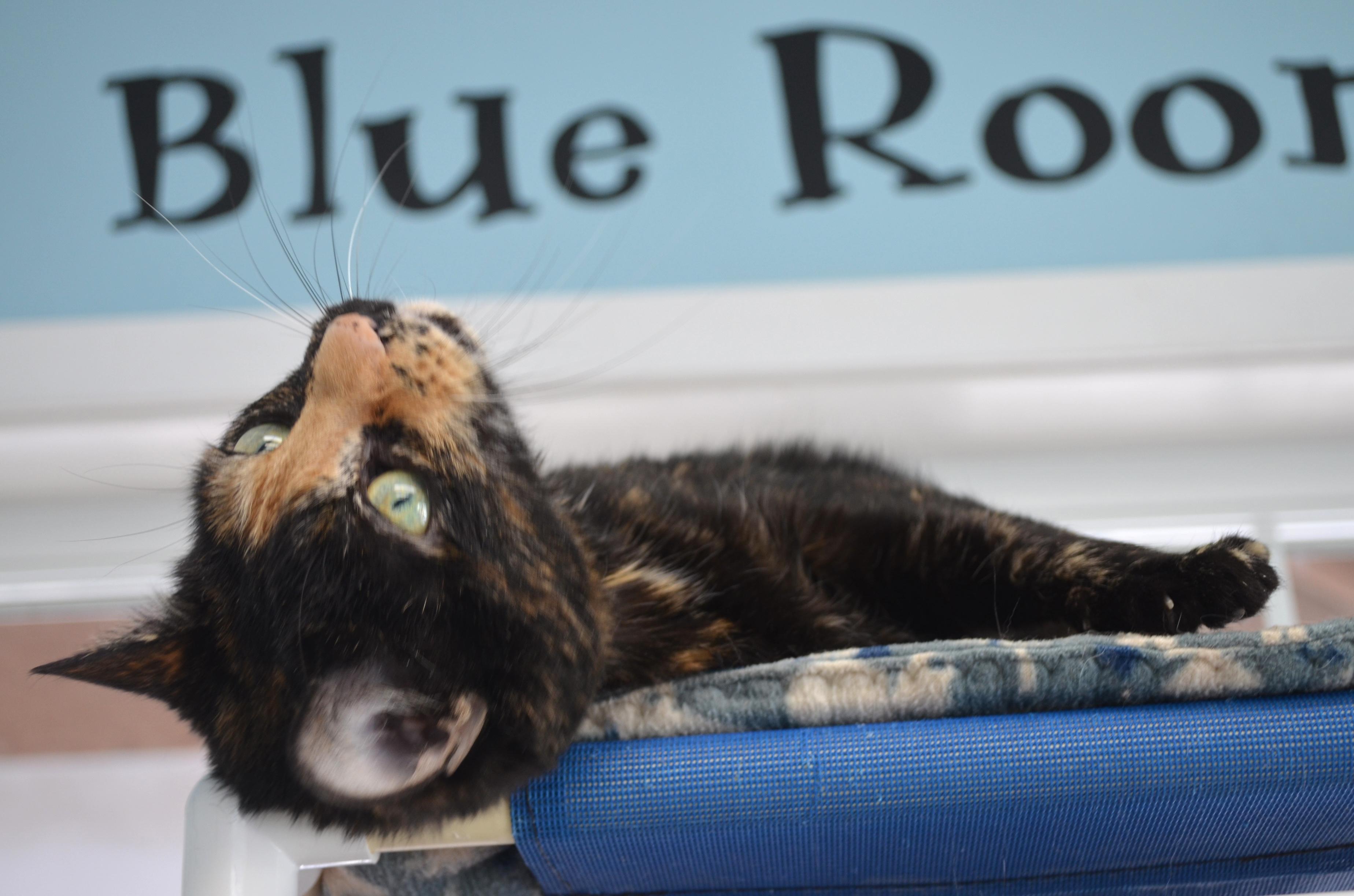 Snickers, Adoptable, Adult Female Tortoiseshell.