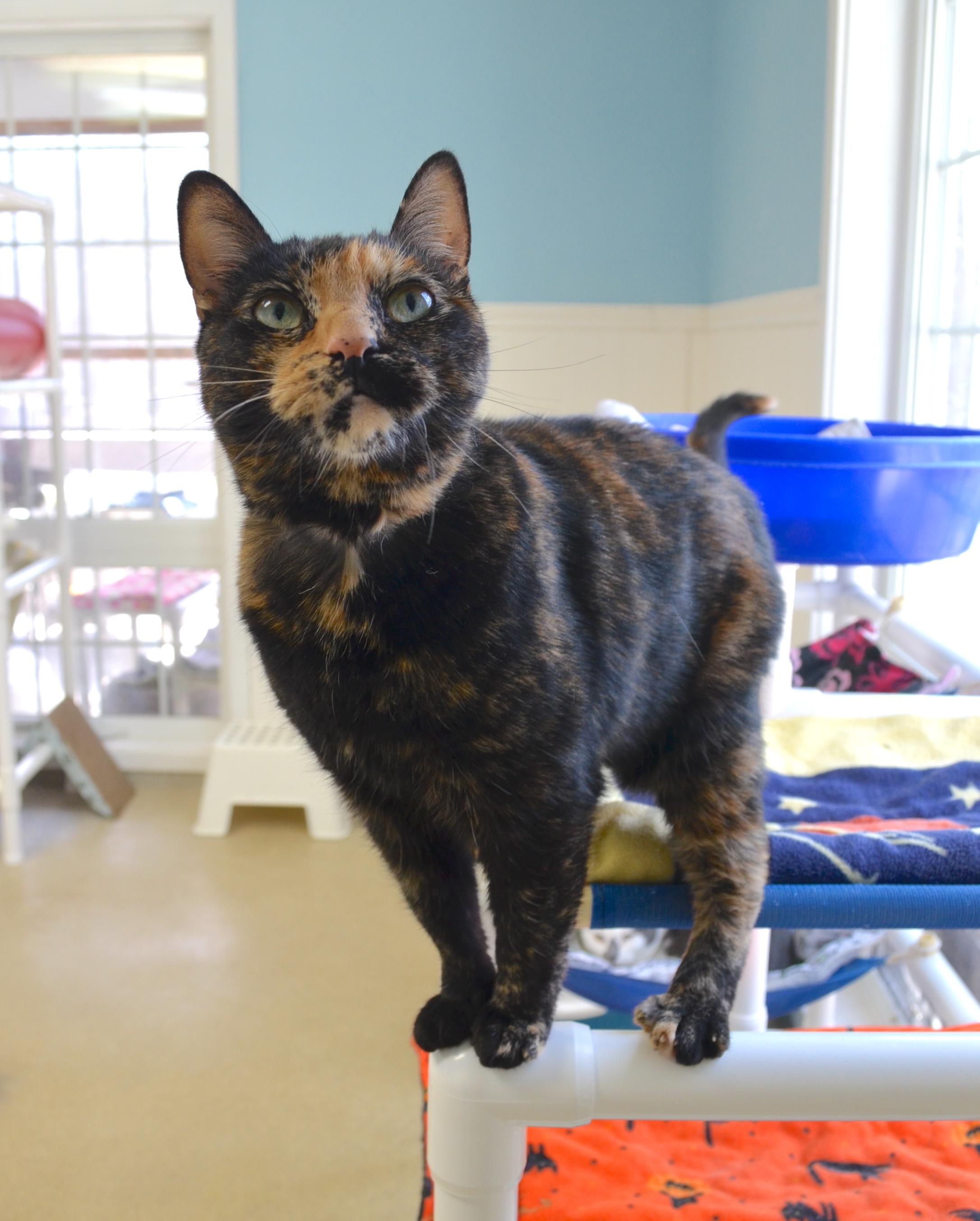 Snickers, a Adoptable Tortoiseshell in Westbrook, CT image 1/6