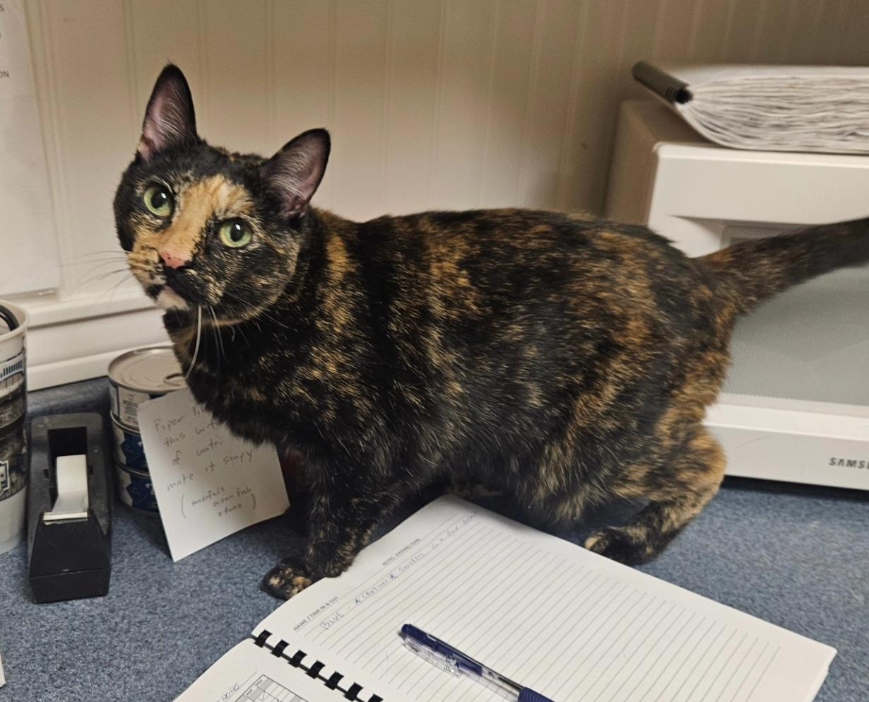 Snickers, a Adoptable Tortoiseshell in Westbrook, CT image 4/6