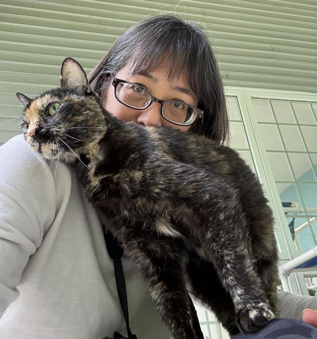 Enlarge Snickers, a Adoptable Tortoiseshell in Westbrook, CT image 6/6